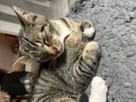 Zwei liebevolle Kater