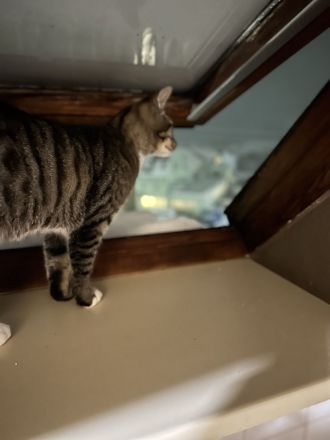 Zwei liebevolle Kater