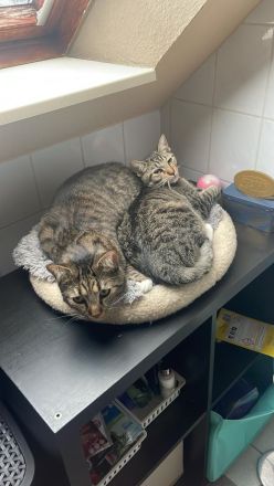Zwei liebevolle Kater