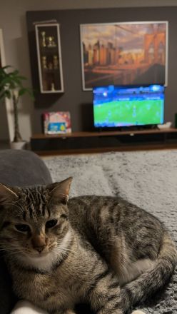 Zwei liebevolle Kater