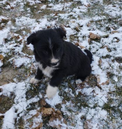 1 süßer kleine Border Collie/ Labrador Welpen 4 reserviert