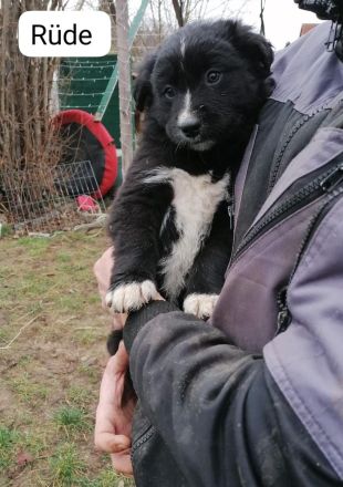 1 süßer kleine Border Collie/ Labrador Welpen 4 reserviert