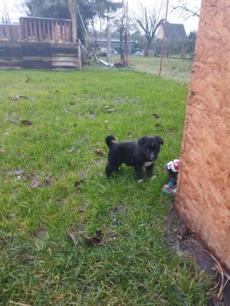 1 süßer kleine Border Collie/ Labrador Welpen 4 reserviert