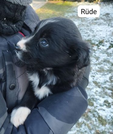 1 süßer kleine Border Collie/ Labrador Welpen 4 reserviert