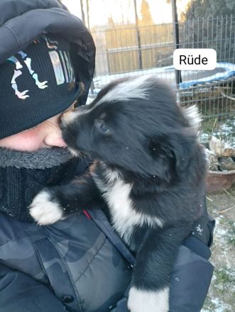 1 süßer kleine Border Collie/ Labrador Welpen 4 reserviert