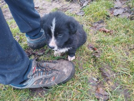 1 süßer kleine Border Collie/ Labrador Welpen 4 reserviert