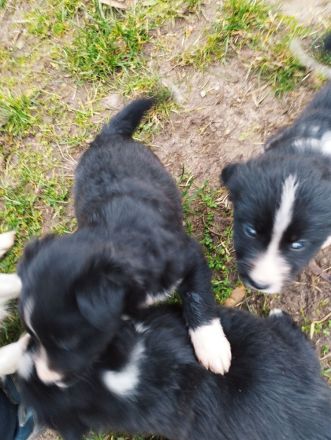 1 süßer kleine Border Collie/ Labrador Welpen 4 reserviert