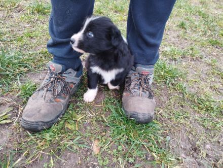 1 süßer kleine Border Collie/ Labrador Welpen 4 reserviert