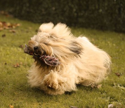 Lhasa apso Deckrüde