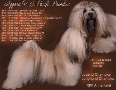 Lhasa apso Deckrüde