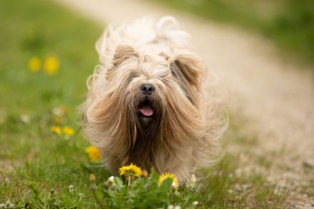 Lhasa apso Deckrüde