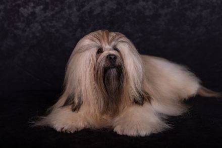Lhasa apso Deckrüde