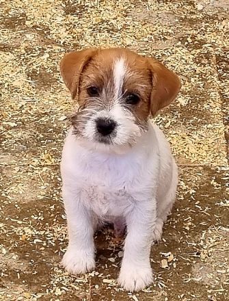 Jack Russell Terrier Welpe