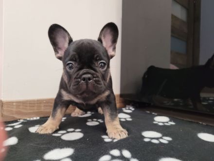 Französische bulldogge welpen