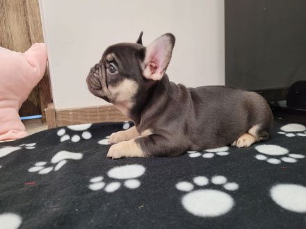 Französische bulldogge welpen