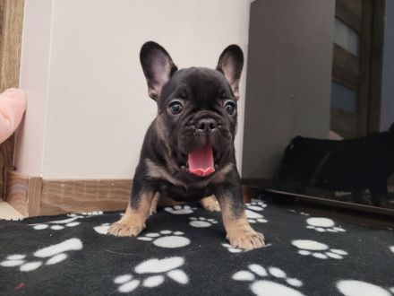 Französische bulldogge welpen
