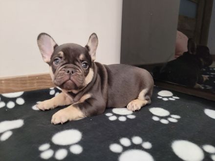 Französische bulldogge welpen