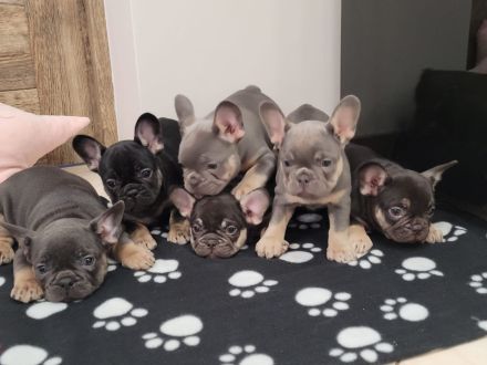Französische bulldogge welpen