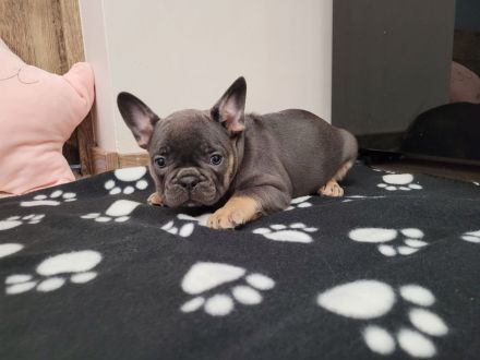 Französische bulldogge welpen