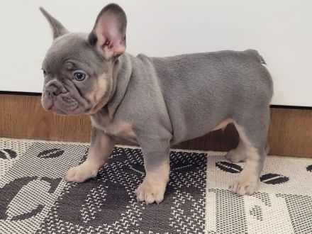 Französische bulldogge welpen