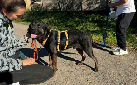 Der liebenswerte Vino sucht aktive Menschen