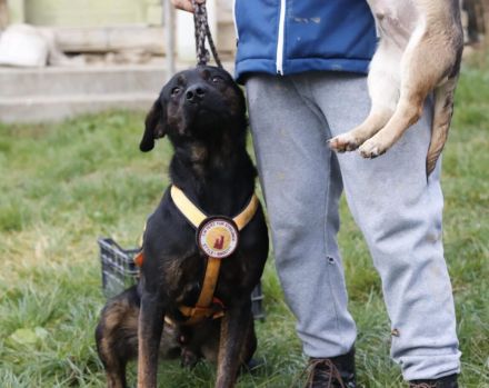Der liebenswerte Vino sucht aktive Menschen