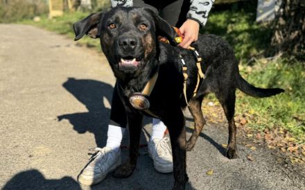 Der liebenswerte Vino sucht aktive Menschen