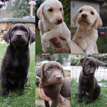 Labrador Welpen