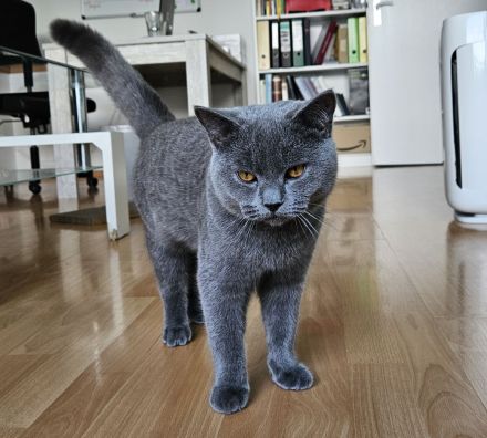 Reinrassiger BKH Deckkater aus Düsseldorf (Blutgruppe B)