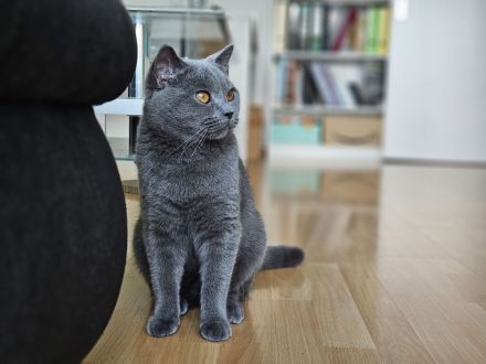 Reinrassiger BKH Deckkater aus Düsseldorf (Blutgruppe B)