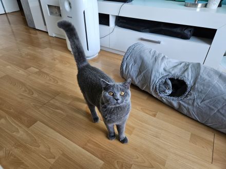 Reinrassiger BKH Deckkater aus Düsseldorf (Blutgruppe B)