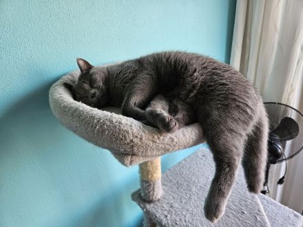 Reinrassiger BKH Deckkater aus Düsseldorf (Blutgruppe B)