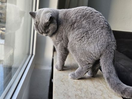 Reinrassiger BKH Deckkater aus Düsseldorf (Blutgruppe B)