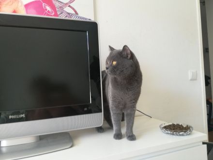 Reinrassiger BKH Deckkater aus Düsseldorf (Blutgruppe B)