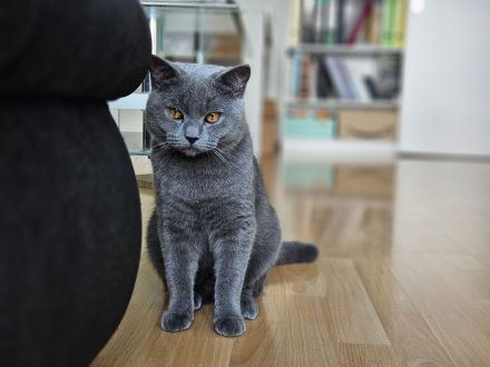 Reinrassiger BKH Deckkater aus Düsseldorf (Blutgruppe B)