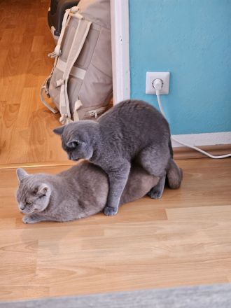 Reinrassiger BKH Deckkater aus Düsseldorf (Blutgruppe B)