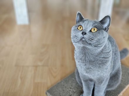 Reinrassiger BKH Deckkater aus Düsseldorf (Blutgruppe B)