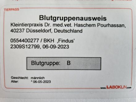 Reinrassiger BKH Deckkater aus Düsseldorf (Blutgruppe B)