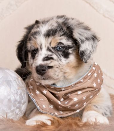Australian Shepherd