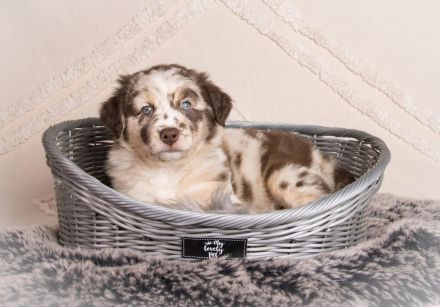 Australian Shepherd