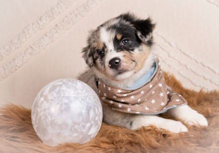 Australian Shepherd