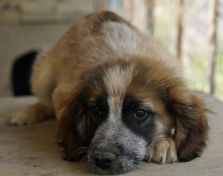 Toffee, geb. ca. 01/2023, lebt in GRIECHENLAND, im städt. Tierheim Serres