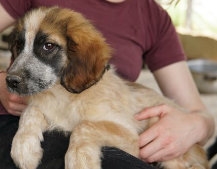 Toffee, geb. ca. 01/2023, lebt in GRIECHENLAND, im städt. Tierheim Serres