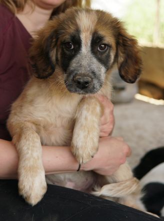 Toffee, geb. ca. 01/2023, lebt in GRIECHENLAND, im städt. Tierheim Serres