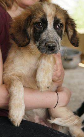 Toffee, geb. ca. 01/2023, lebt in GRIECHENLAND, im städt. Tierheim Serres