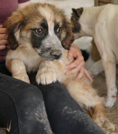 Toffee, geb. ca. 01/2023, lebt in GRIECHENLAND, im städt. Tierheim Serres