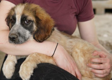 Toffee, geb. ca. 01/2023, lebt in GRIECHENLAND, im städt. Tierheim Serres