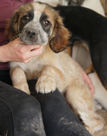 Toffee, geb. ca. 01/2023, lebt in GRIECHENLAND, im städt. Tierheim Serres