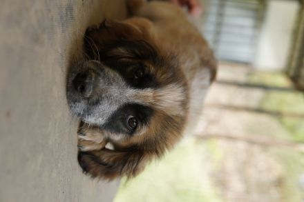 Toffee, geb. ca. 01/2023, lebt in GRIECHENLAND, im städt. Tierheim Serres