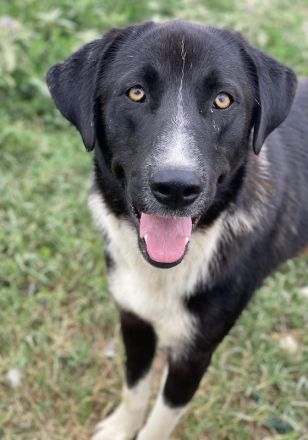 Fabius, geb. ca. 01/2023, lebt in GRIECHENLAND, im städt. Tierheim Serres